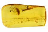 Detailed Fossil Beetle (Coleoptera) In Baltic Amber #84611-1
